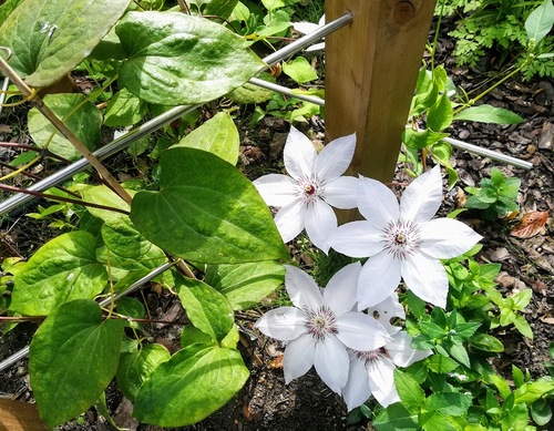 kwiaty które kwitną do pierwszych przymrozków/powojnik clematis